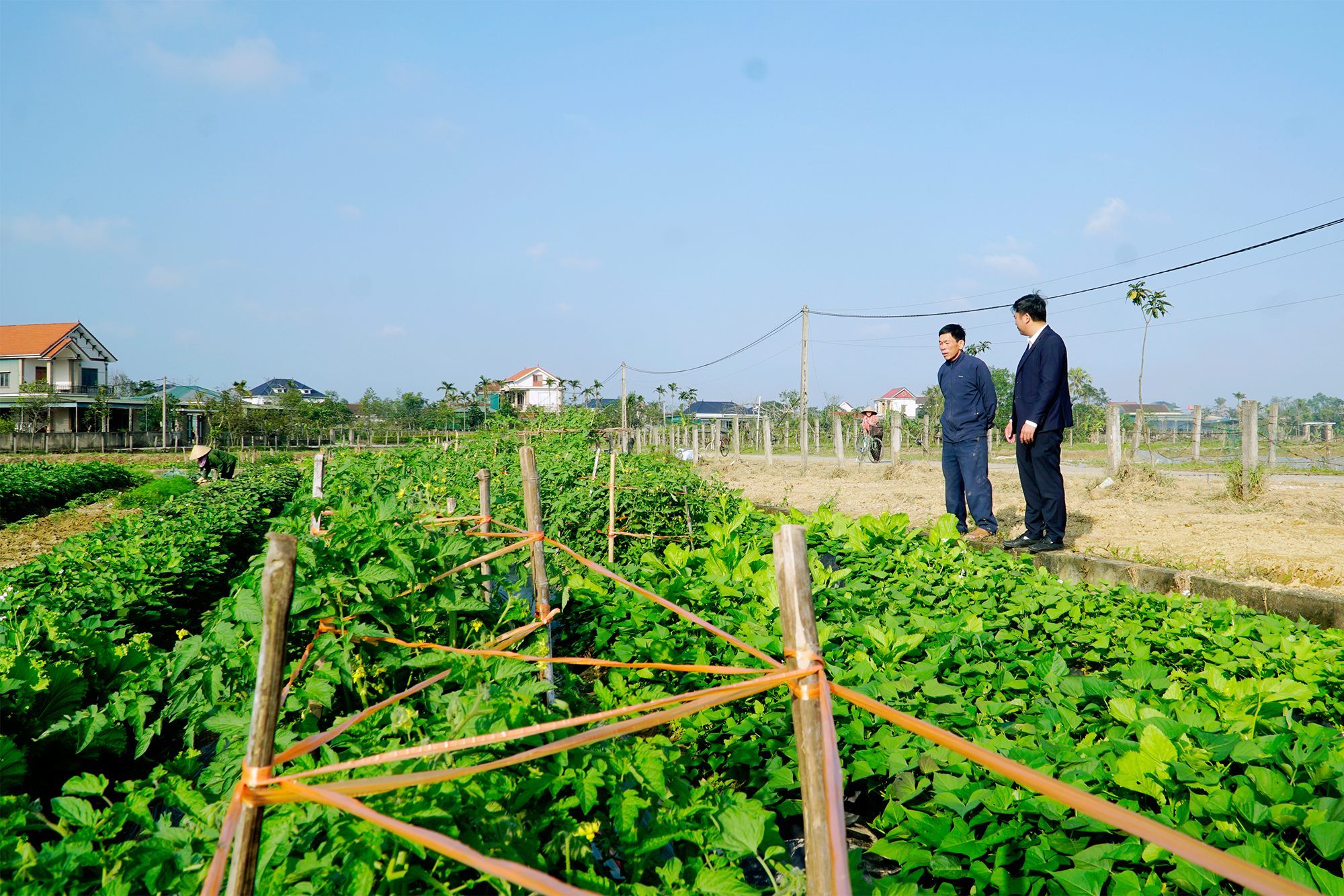 TRIỂN KHAI XÂY DỰNG MÔ HÌNH LÀNG HỮU CƠ GẮN CHUỖI 4F TẠI XÃ THẠCH LẠC