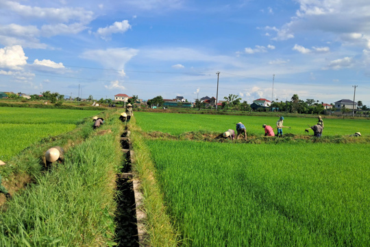 Xã Thạch Lạc dồn sức chống hạn cho lúa hè thu.